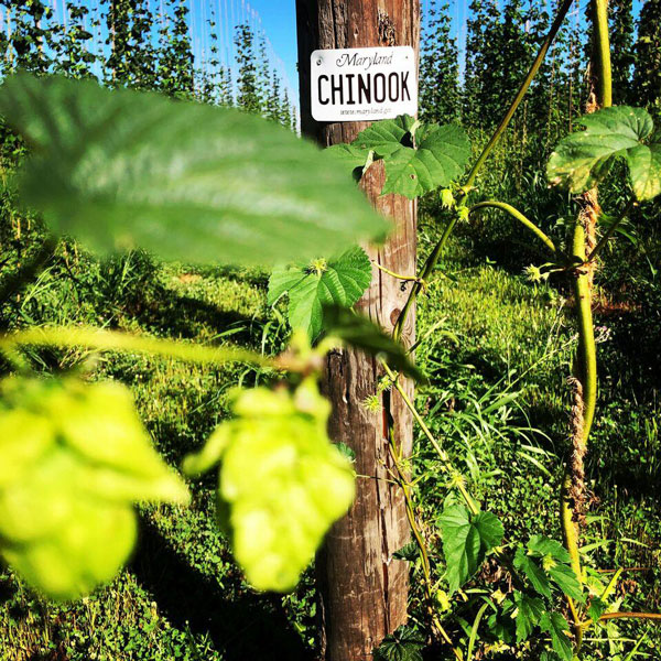 Big Truck Farms hops